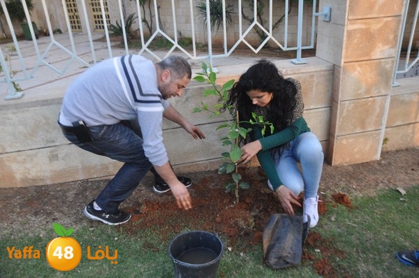 trees yaffa jamhairea (41).JPG